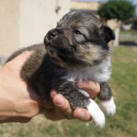 Magnifiques chiots berger des shetland lof #3
