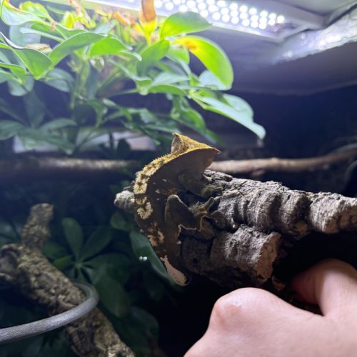 Trio gecko à crête