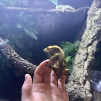 Trio gecko à crête #2