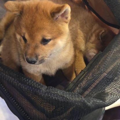 A vendre  chiot shiba inu #1