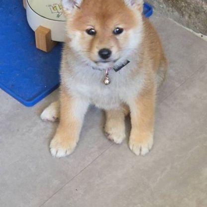 A vendre  chiot shiba inu #3