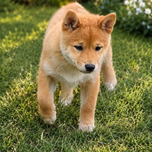 A vendre  chiot shiba inu #3