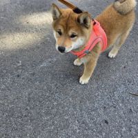 A vendre  chiot shiba inu