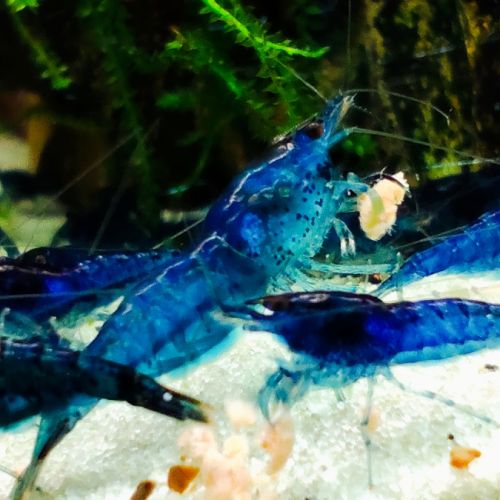 Neocaridina blue dream – pure souche à vendre