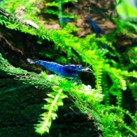 Neocaridina blue dream – pure souche à vendre #2
