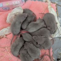 Rat gris dumbo