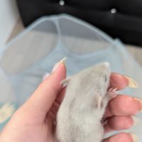 Rat gris dumbo #2