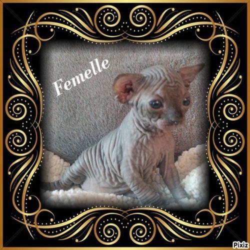 Sphynx non stérilisé loof #2