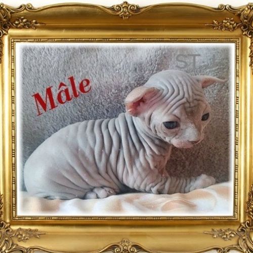 Sphynx non stérilisé loof #3