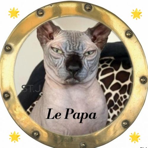 Sphynx non stérilisé loof #4
