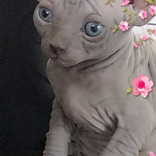 Sphynx non stérilisé loof