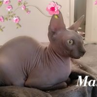 Sphynx non stérilisé loof #1