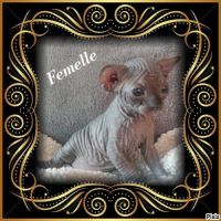 Sphynx non stérilisé loof #2
