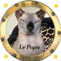 Sphynx non stérilisé loof #4