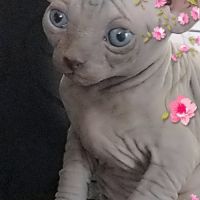 Sphynx non stérilisé loof
