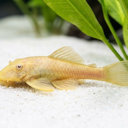 Ancistrus gold