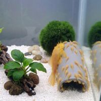 Ancistrus gold #2