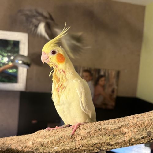 Jolie calopsitte eam à adopter #1