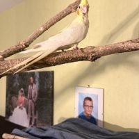 Jolie calopsitte eam à adopter #2