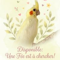 Jolie calopsitte eam à adopter