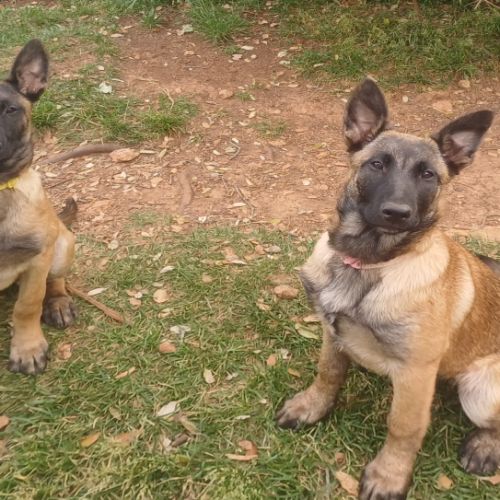 Chiots malinoises lof 4mois éduquées #0