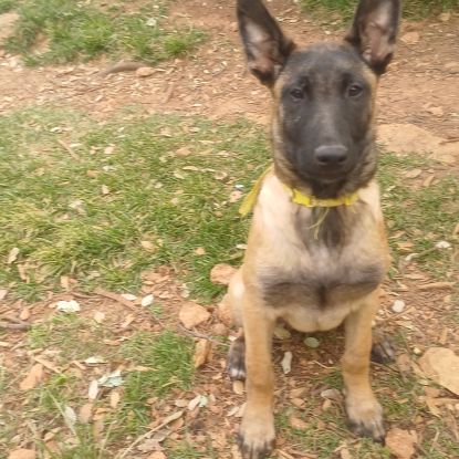 Chiots malinoises lof 4mois éduquées #2