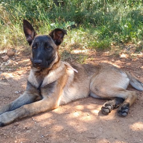 Chiots malinoises lof 4mois éduquées #4