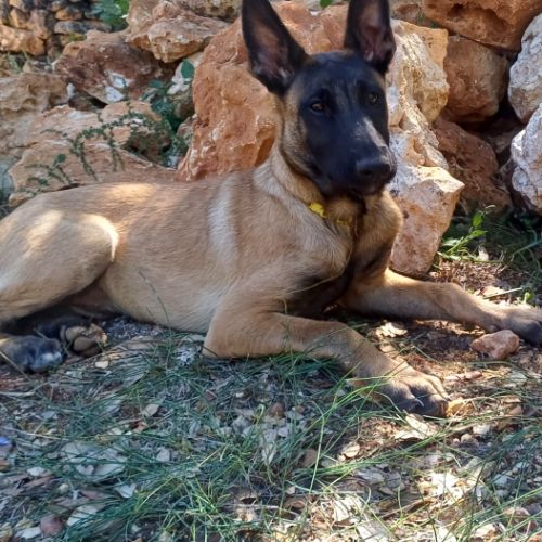 Chiots malinoises lof 4mois éduquées #5
