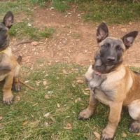 Chiots malinoises lof 4mois éduquées