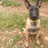 Chiots malinoises lof 4mois éduquées #2