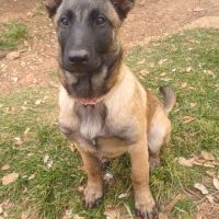 Chiots malinoises lof 4mois éduquées #3
