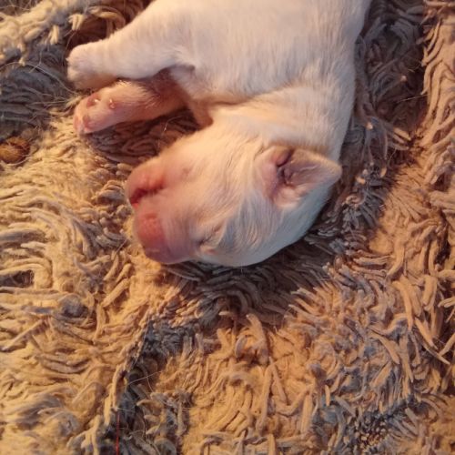Chiot golden retriever issu parent lof #2