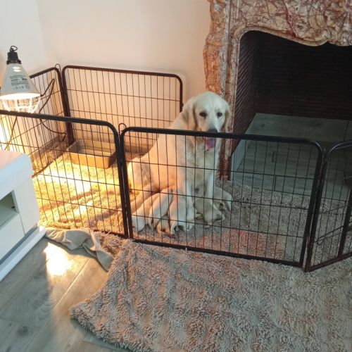 Chiot golden retriever issu parent lof #4