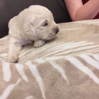 Chiot golden retriever issu parent lof