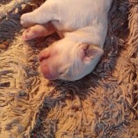 Chiot golden retriever issu parent lof #2