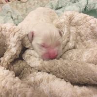 Chiot golden retriever issu parent lof #3