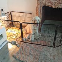 Chiot golden retriever issu parent lof #4