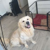 Chiot golden retriever issu parent lof #5