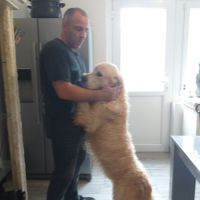 Chiot golden retriever issu parent lof #6