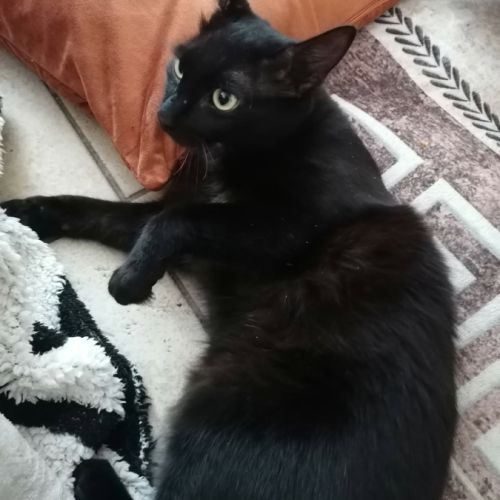 Gustave, adorable chaton à l'adoption #2