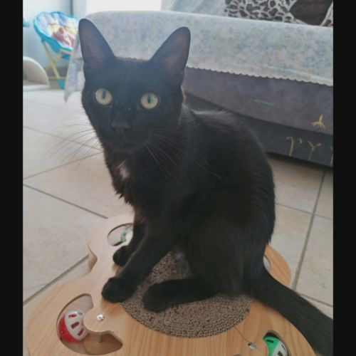 Gustave, adorable chaton à l'adoption