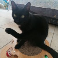 Gustave, adorable chaton à l'adoption #1