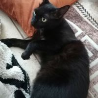 Gustave, adorable chaton à l'adoption #2