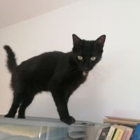Gustave, adorable chaton à l'adoption #3