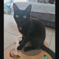 Gustave, adorable chaton à l'adoption #0