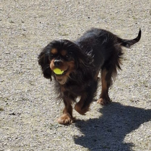 Toscane, cavalier king charles de 4 ans #0