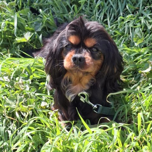 Toscane, cavalier king charles de 4 ans #2