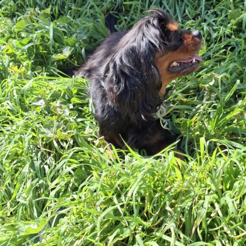 Toscane, cavalier king charles de 4 ans #3