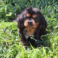 Toscane, cavalier king charles de 4 ans #2