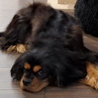 Toscane, cavalier king charles de 4 ans #4